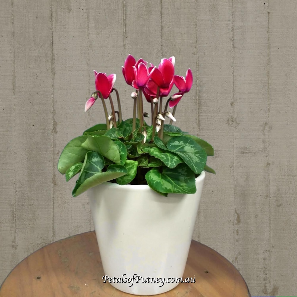 Cyclamen